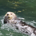 Seeotter im Vancouver Aquarium