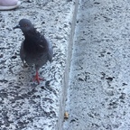 Die arme Taube :( ...