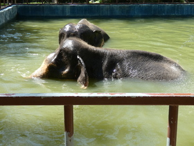 Phuket Elephant Sanctuary