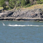 Buckelwale vor Bowen Island