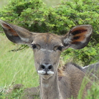 Wer Ohren hat zu hören, der höre.