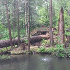 Capilano Suspension Bridge