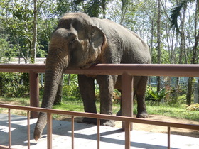 Phuket Elephant Sanctuary