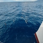 Delphine folgen uns
