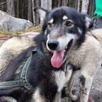 Musher's Camp und Sledge Dog Experience