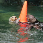 Seeotter im Vancouver Aquarium