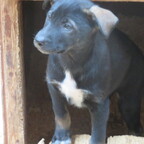 Musher's Camp und Sledge Dog Experience