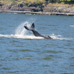 Buckelwale vor Bowen Island