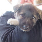 Musher's Camp und Sledge Dog Experience