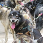 Musher's Camp und Sledge Dog Experience