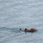 Seeottermutter mit Jungtier